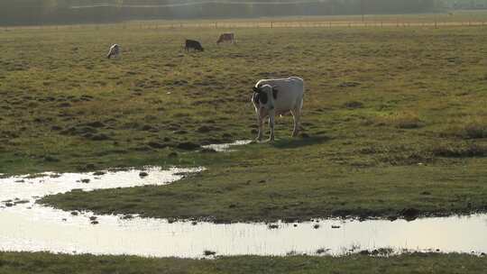 实拍正在草原上吃草喝水的牛