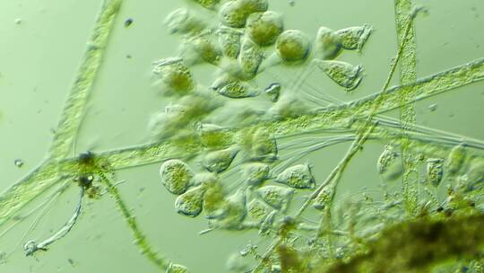 生命科学纪录片素材，显微镜下的生物钟虫3