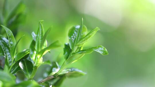 千年古茶树视频素材模板下载