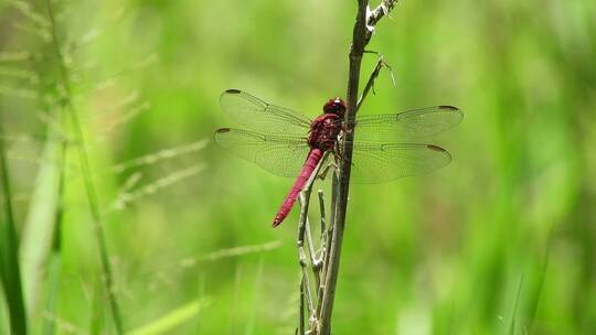 站在草叶上的红蜻蜓微距景观