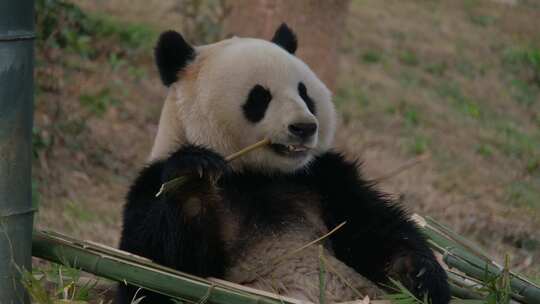 湖南岳阳中华大熊猫苑