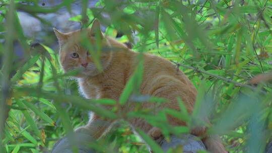 竹林墙上捉老鼠的猫视频素材模板下载