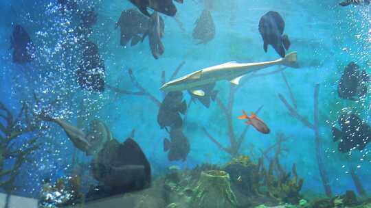 海洋馆生物海洋种类