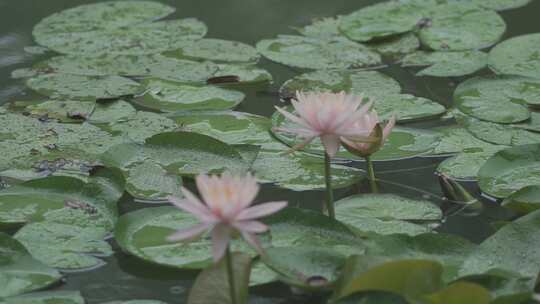 夏日荷花视频素材模板下载