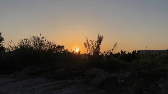 4K高清夕阳逆光下的芦苇草随风摇摆