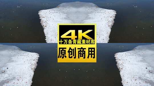 青海青海湖冬季湖面鸟群航拍视频高清在线视频素材下载