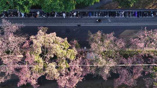 中国广东省广州市荔湾区坦尾美丽异木棉