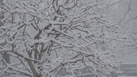 冬天雪景 下雪空镜