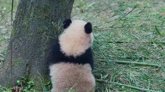 大熊猫幼崽宝宝