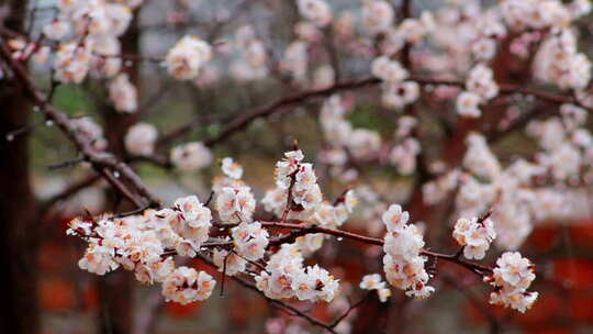 春天树枝上粉色的花朵