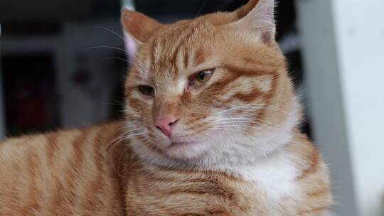 黄猫萌猫猫咪玩耍逗猫萌宠猫咪表情动作视频素材模板下载