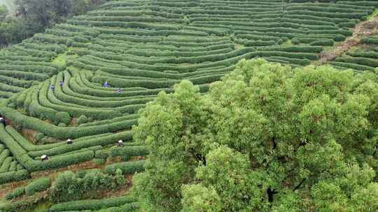 【合集】杭州茶园龙井茶园