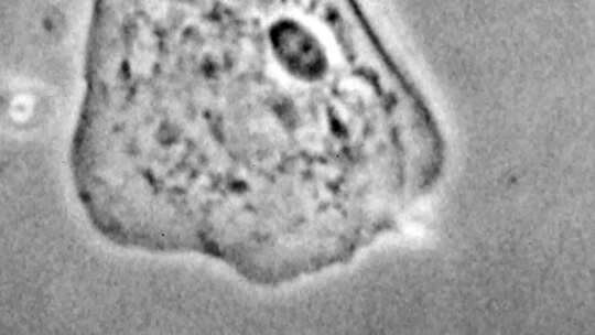 50年代生化生物药品细胞病毒细菌医学实验室