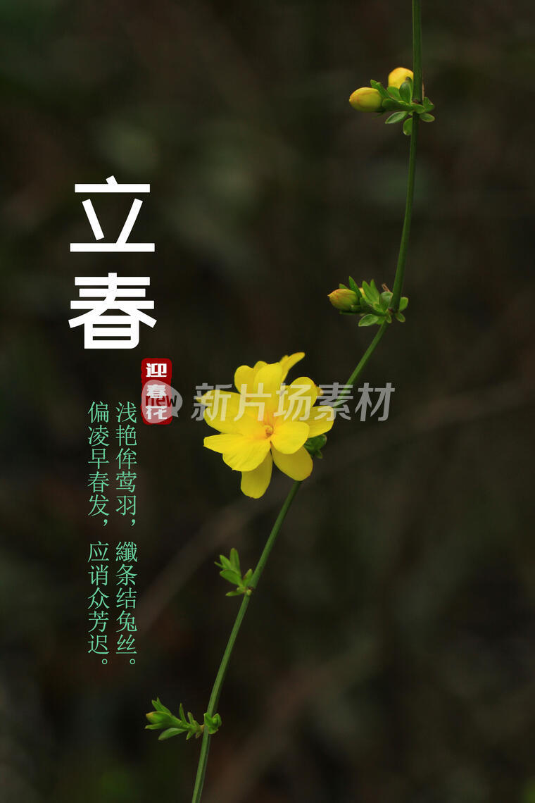 二十四节气，立春，迎春花