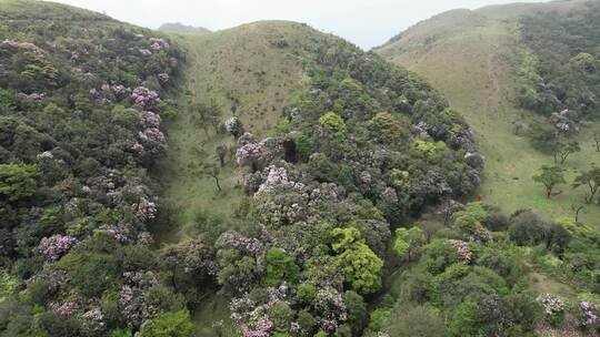 信宜八排顶高山杜鹃花航拍