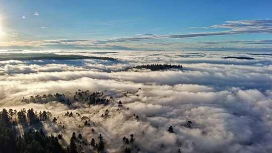 森林阳光云海森林云雾缭绕树林山大自然风景