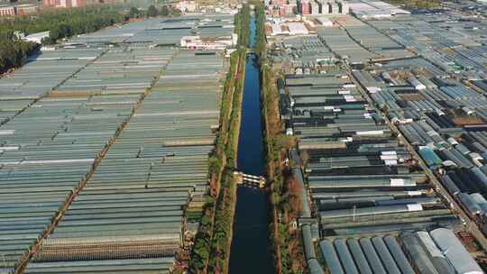 （合集）昆明斗南的鲜花蔬菜大棚