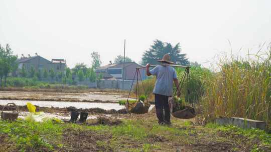 农民农忙耕地插秧