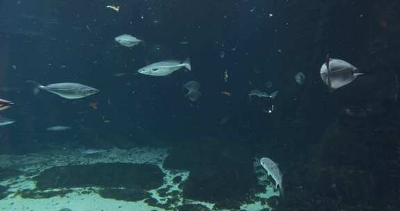 在深蓝色水族箱中游泳的鱼