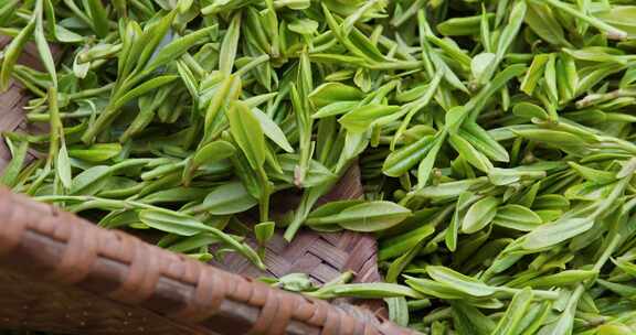 杭州西湖龙井新鲜茶叶特写