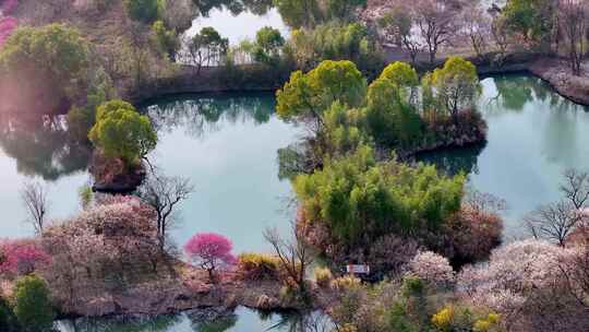 （合集）杭州西溪湿地梅花