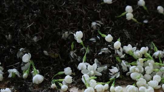 升格慢动作微距特写茉莉花与茉莉花茶制作