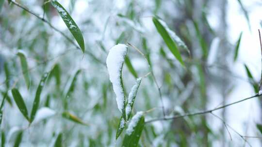 冬天雪景树林雾凇