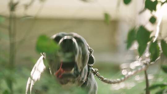 大型狗黑色狗比特犬在狂吠视频素材模板下载