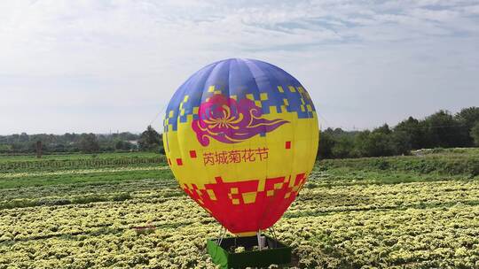 山西芮城菊花节