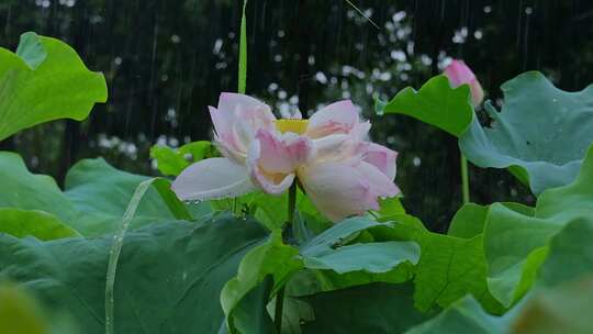 夏天雨水荷花荷叶雨滴雨景