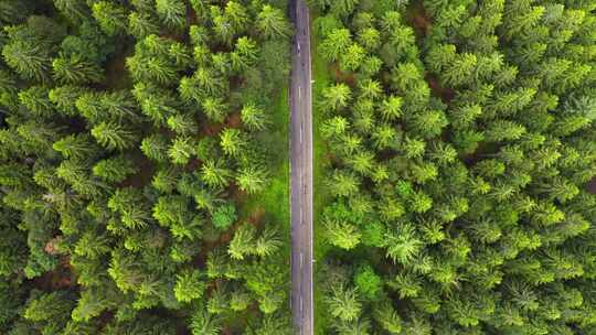 单车行驶在绿色森林树木环绕的道路上