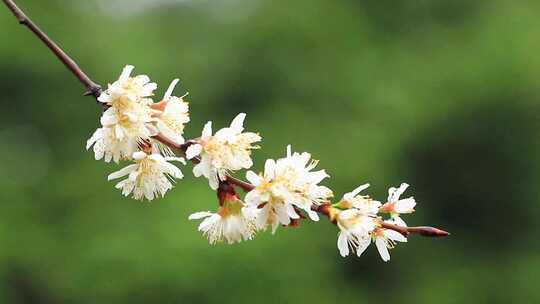 春天白色的樱花盛开实拍片段