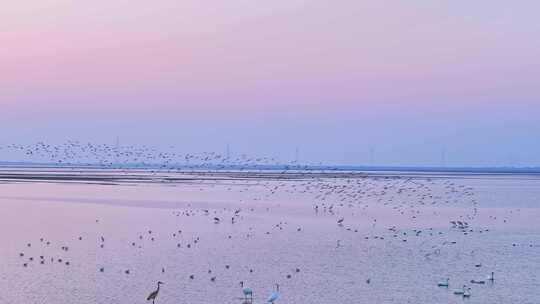 鄱阳湖日落候鸟