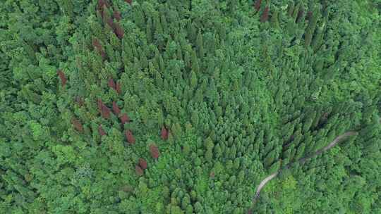 四川彭州九峰山原始森林、苍翠山林