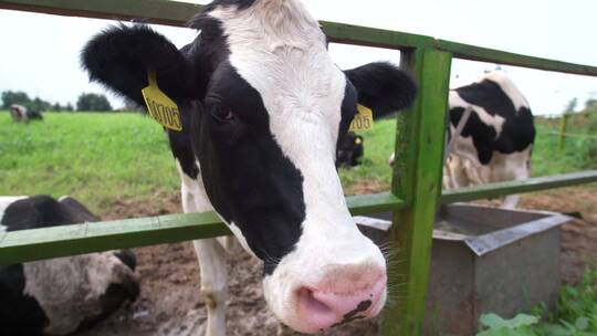 奶牛养殖基地视频素材模板下载