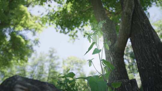 铃兰花树林中植物与树木景象