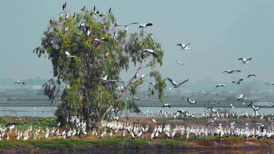 飞鸟视频东南亚野外湿地成群的飞鹤