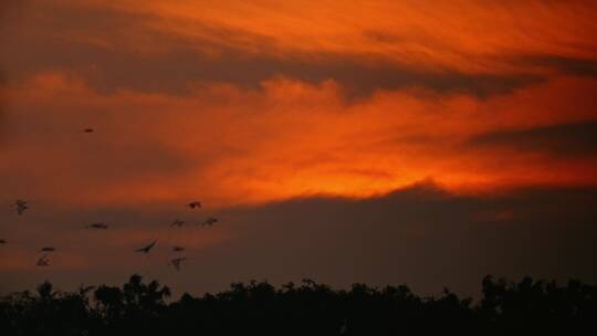4k实拍夕阳下的白鹭飞翔