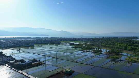 水稻稻田视频素材模板下载