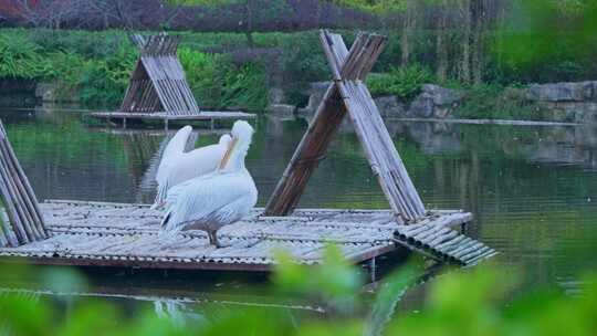 湖泊鹈鹕