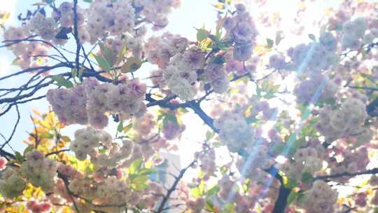 春天阳光下的樱花花朵花瓣