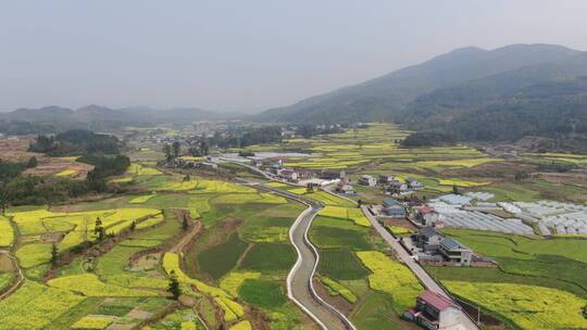 航拍南方美丽乡村田园金黄油菜花