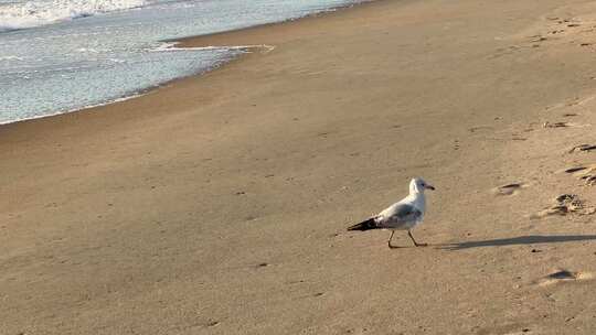 海边沙滩的海鸥