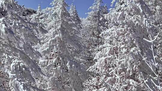 秦岭森林雾凇雪景