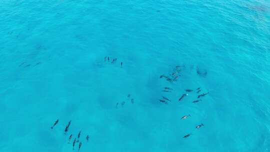 航拍俯瞰海洋中一群海豚游泳视频素材模板下载
