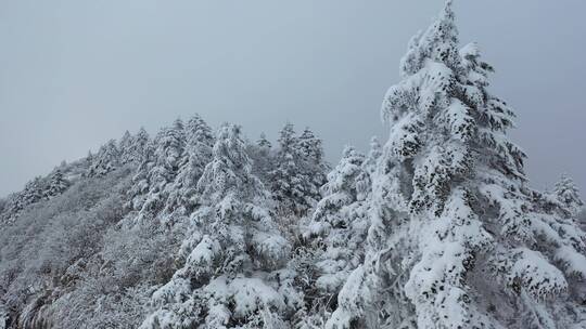 航拍湖北神农架冰雪雪松雪景