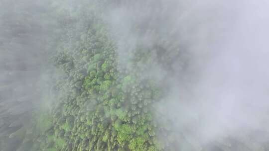 航拍新疆雪山森林风光