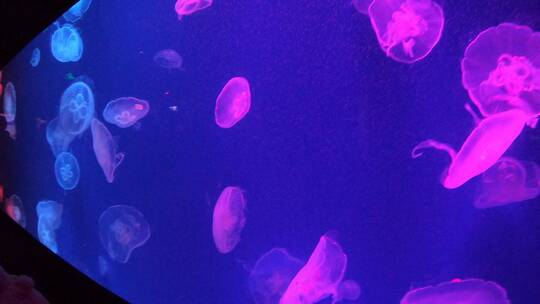 成都海洋馆里的水母