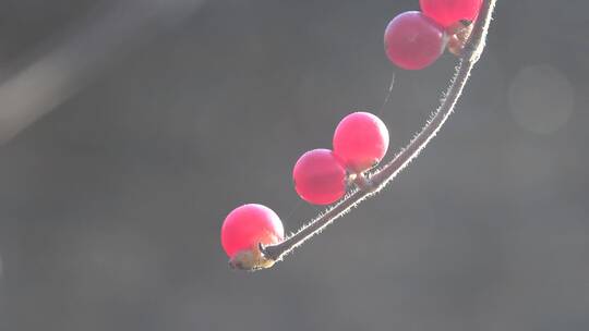北美冬青红果长满枝头视频素材模板下载