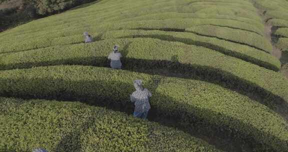 茶山 茶园 采茶